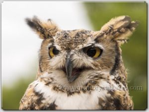 horned owl.jpg